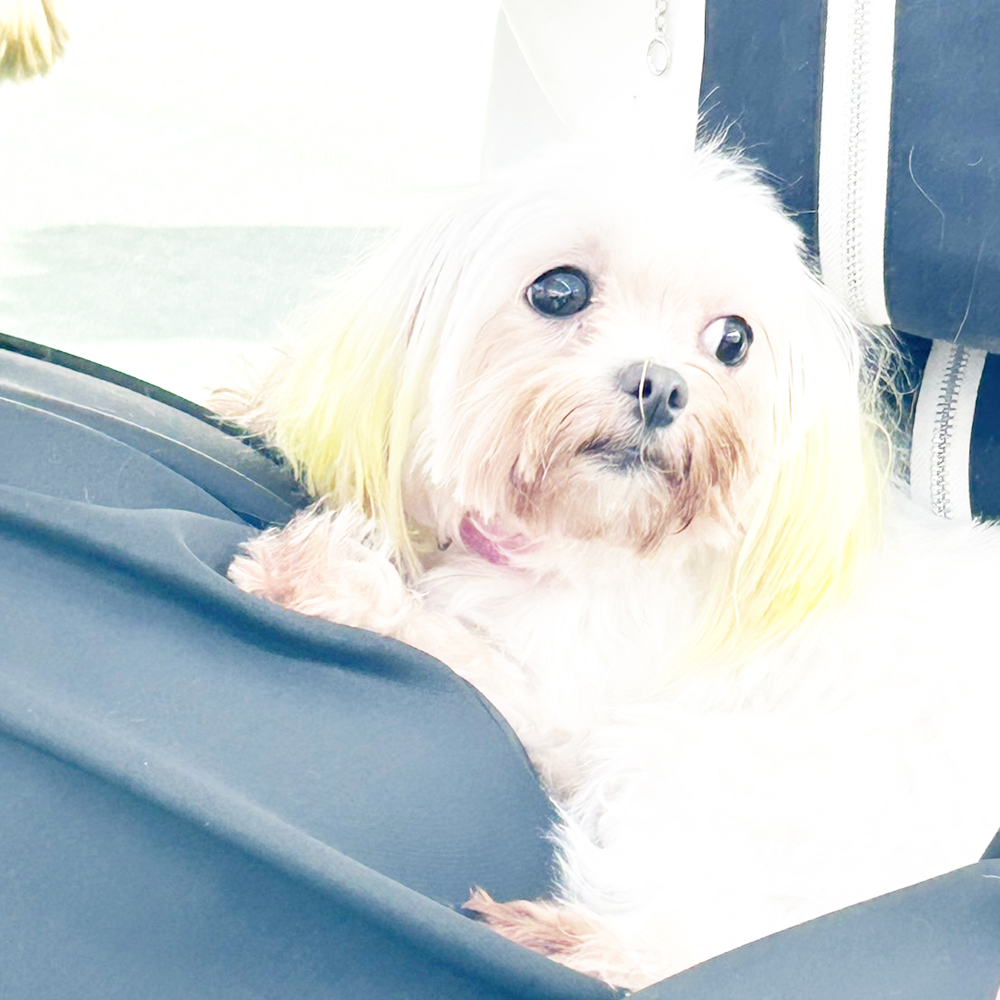 生徒が撮影したモデル犬！ＰＡＲＴ①
